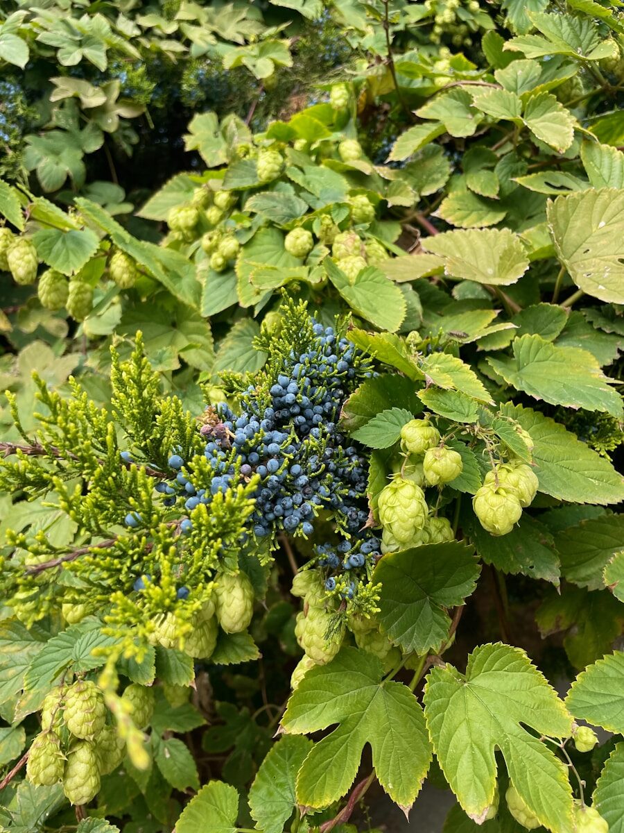 a bush with blue berries and green leaves